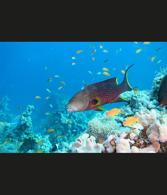 R&eacute;serve naturelle de Sharm El Sheikh, Egypte