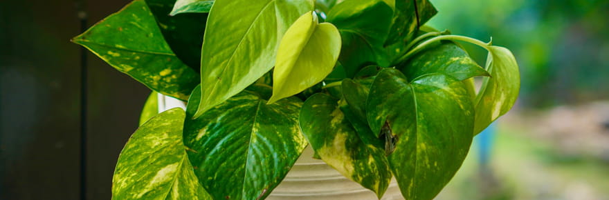 Cette &quot;super-plante&quot; purifie l'air de la maison 30&nbsp;fois plus efficacement que les autres