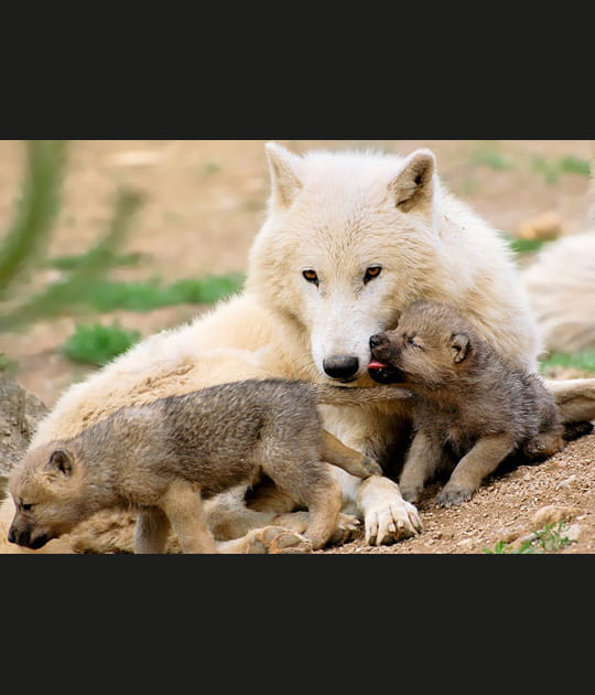 Maman louve et ses petits