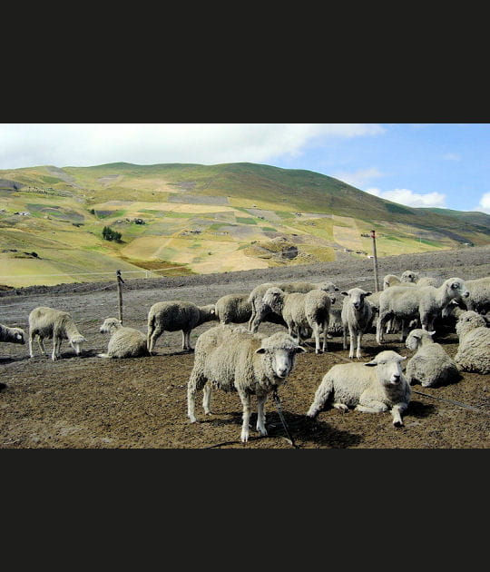 Des moutons en Am&eacute;rique