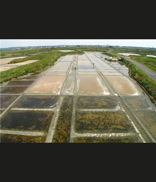 Les marais salants de Gu&eacute;rande