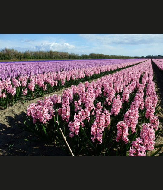 Les jacinthes de Ploemeur