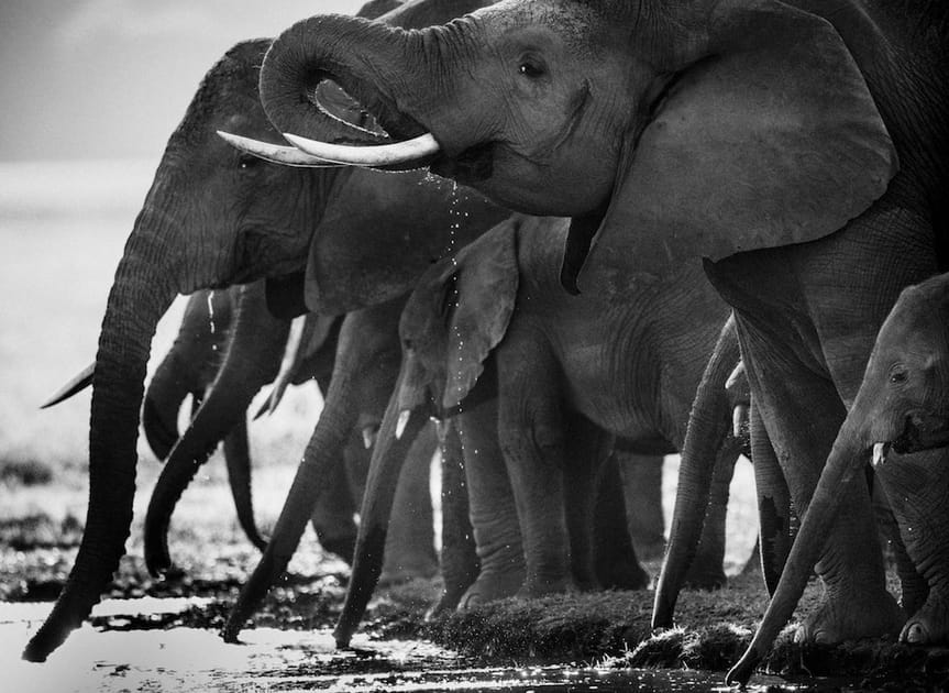 Les &eacute;l&eacute;phants de la savane