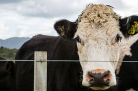 Vache folle en France : quel risque et quel danger pour le consommateur ?