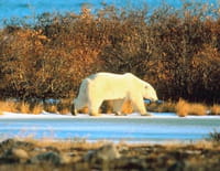 Les experts du monde sauvage : Attaque arctique