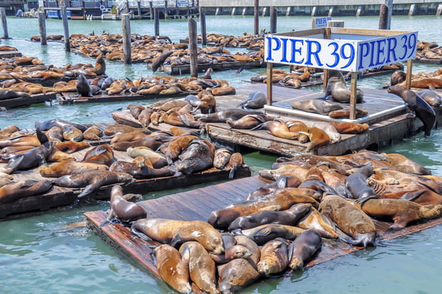 Écouter le chant des otaries au Pier 39