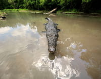 SOS Matt : Attaque de crocodiles dans la rivière Finnis