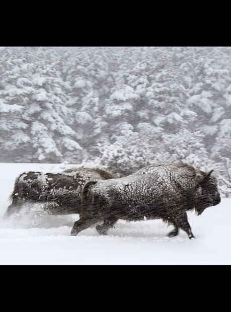 Les Saisons - Photo 2