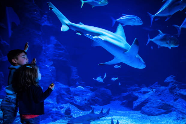 Une journée inoubliable à Planet Ocean, entre animaux marins et parcs à thème