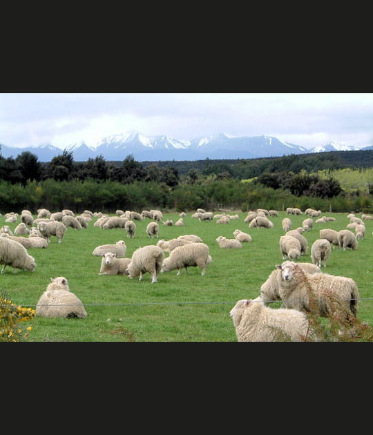 18h&nbsp;: les moutons broutent en Nouvelle-Z&eacute;lande