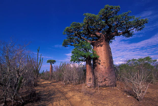 Baobabs en tout genre