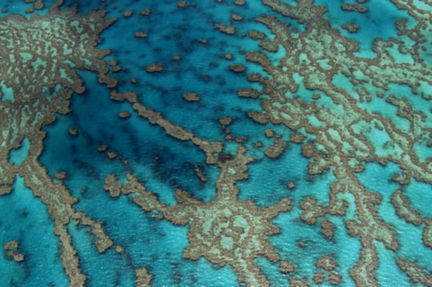 Barrière de corail, Queensland, Australie