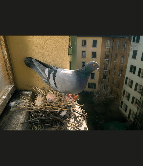 Des pigeons par milliers