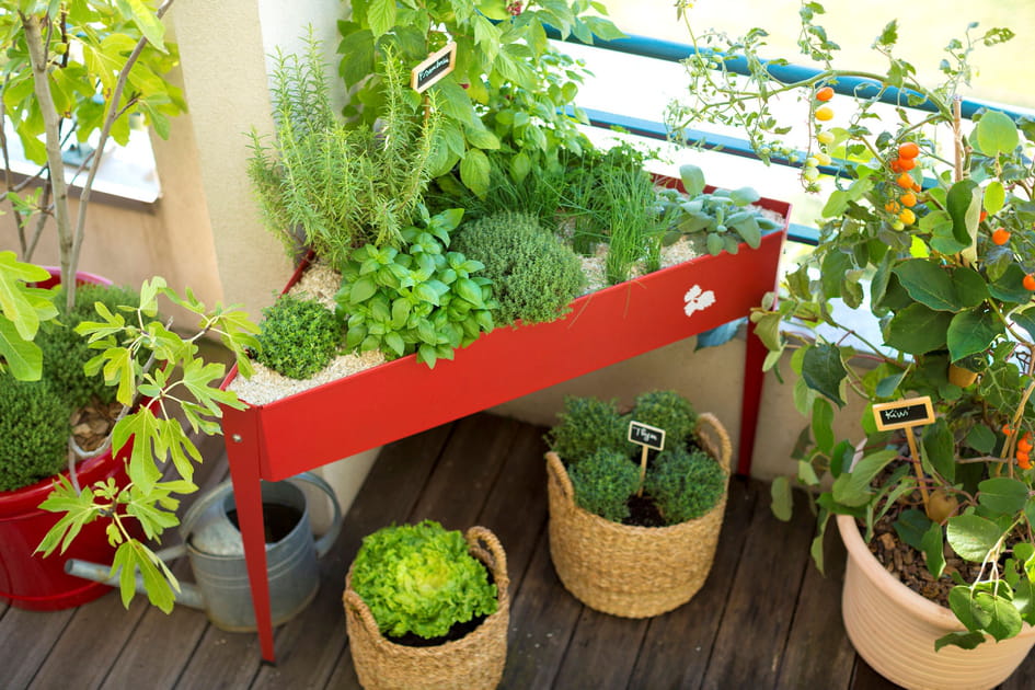 Un mini potager sur le balcon