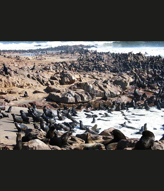 Colonie d'otaries