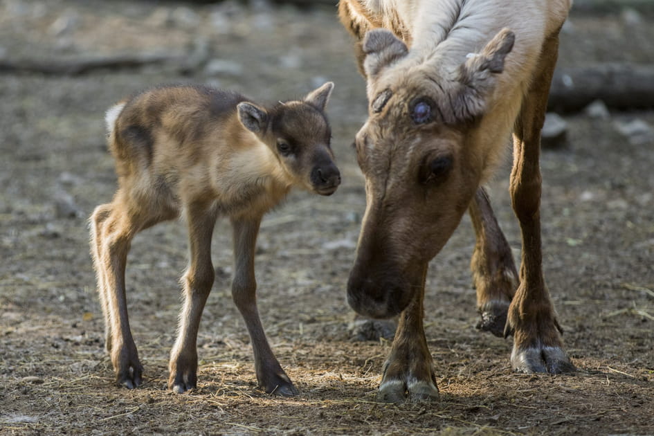 Un faon renne au Parc animalier de Sainte-Croix