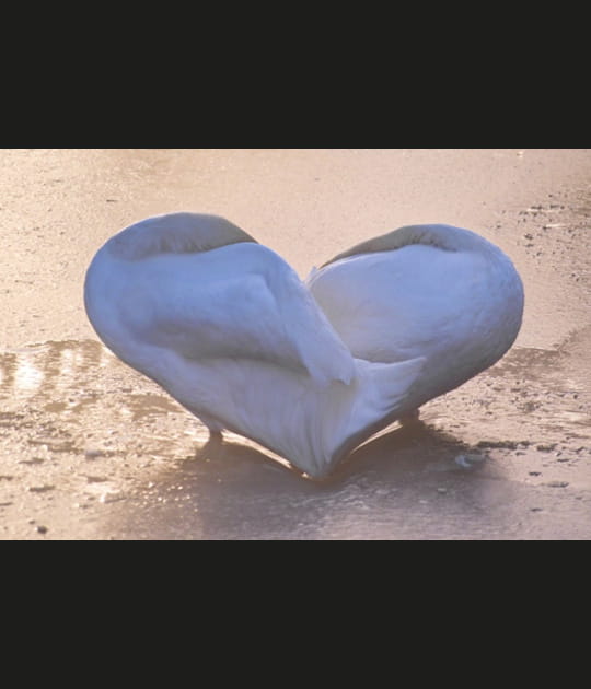 Un coeur deux cygnes