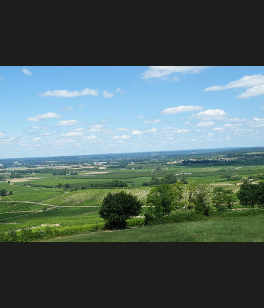 Les vignes de Monbazillac