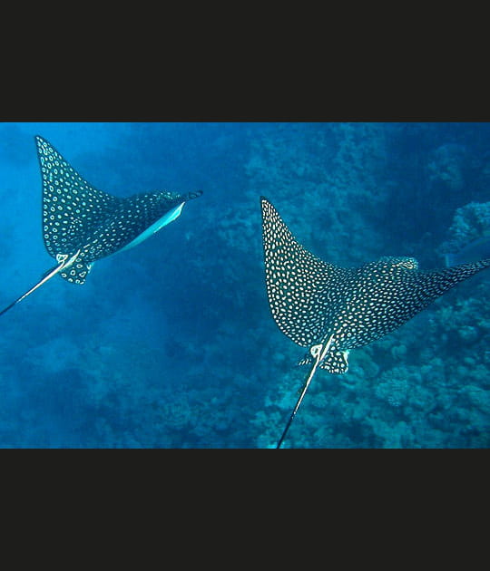 Couple de raies l&eacute;opard