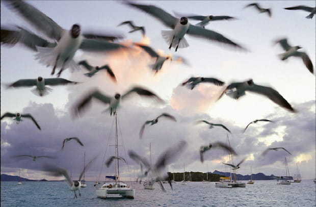 La réserve marine de Tobago Cays
