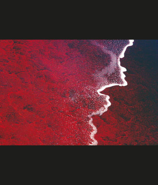 Pourpre