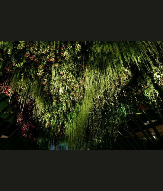 Plafond de plantes