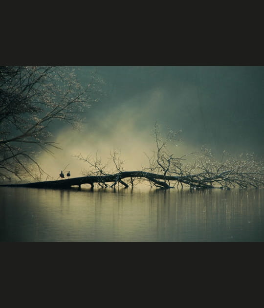 Douce brume