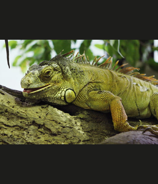 L'iguane vert