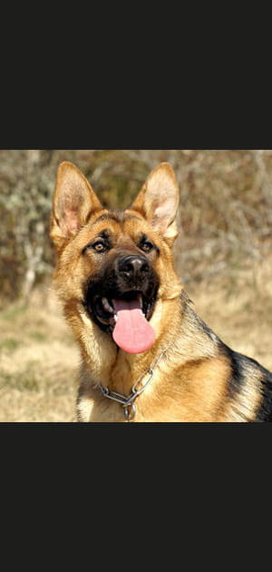 Sauv&eacute; de la noyade par son chien