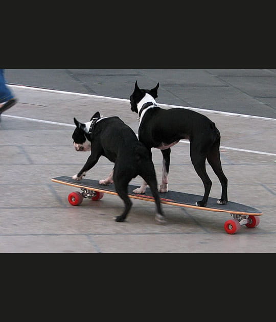 Skateurs des temps modernes