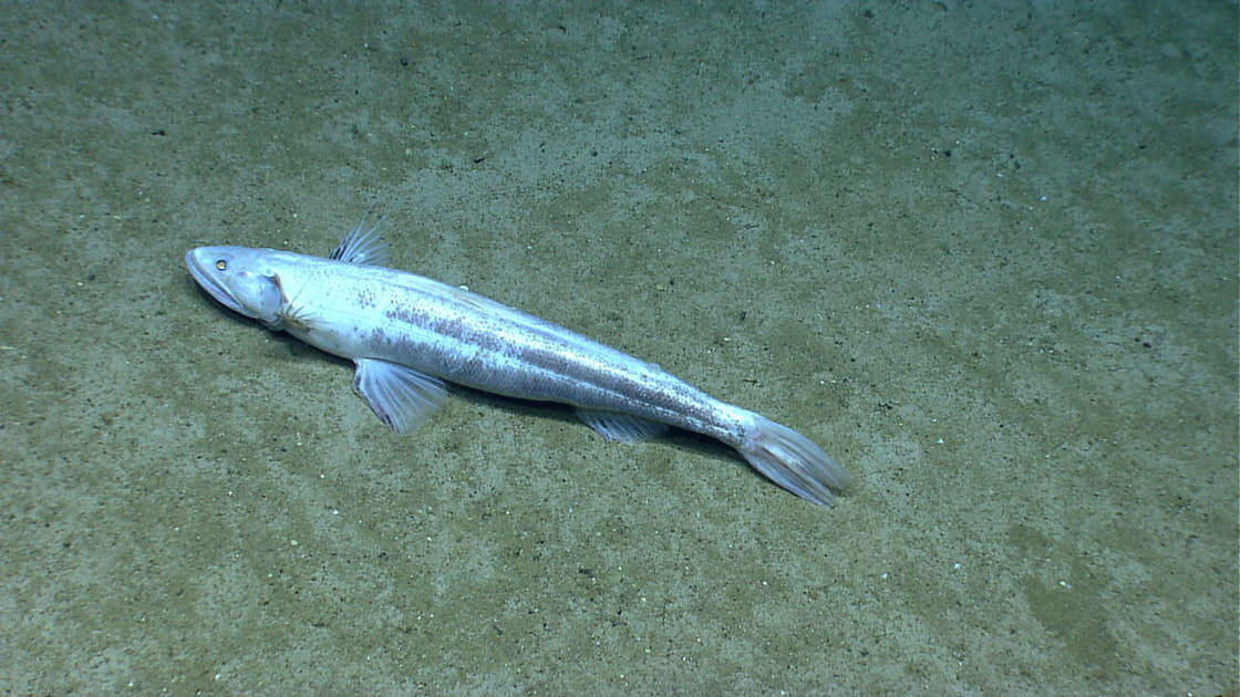 Poisson-l&eacute;zard