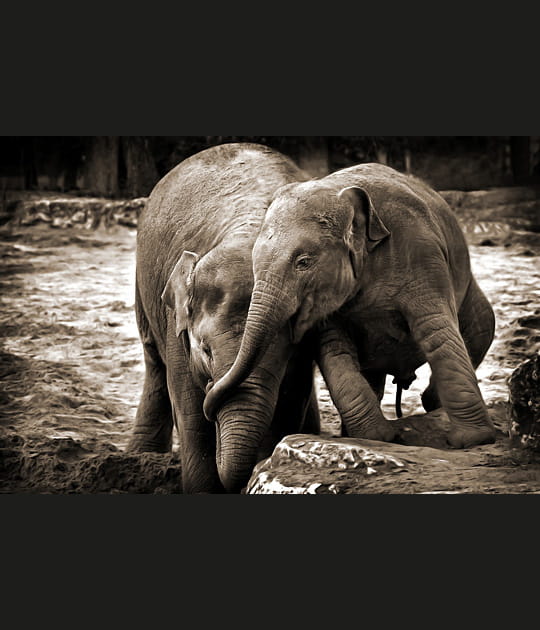 Jeux d'&eacute;l&eacute;phants