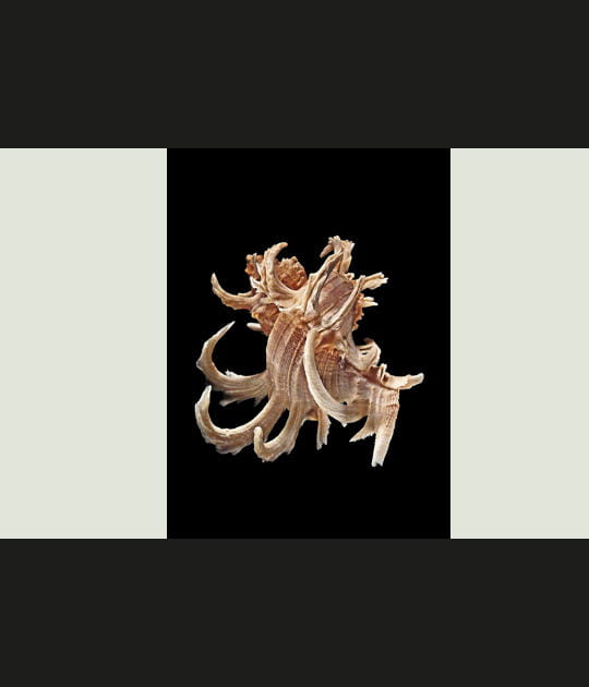 Coquillage Chicoreus cornucervi