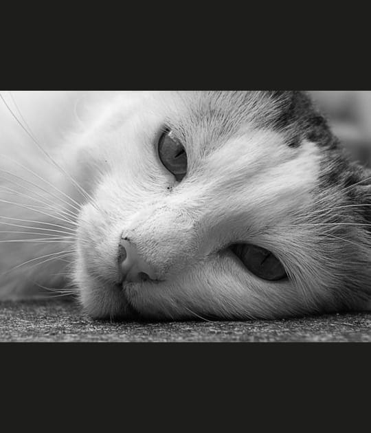 Le chat