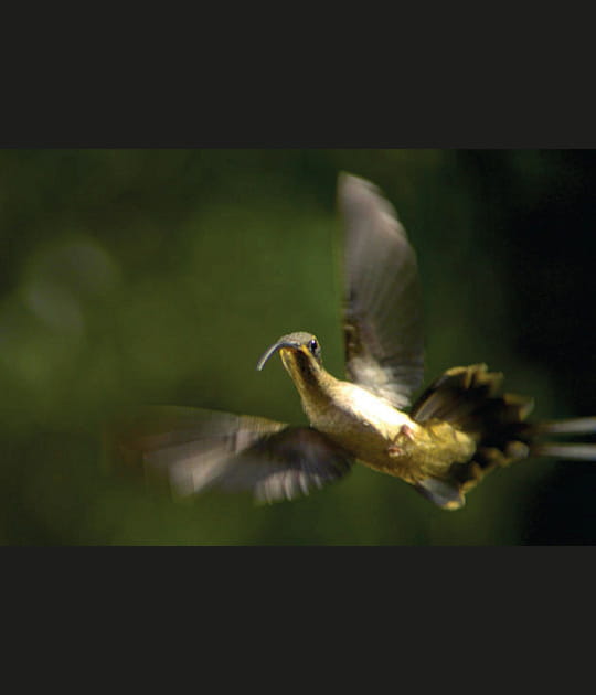 L'infatigable oiseau-mouche des for&ecirc;ts tropicales