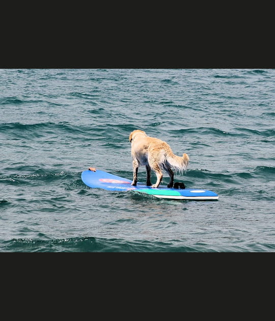 Surf canin