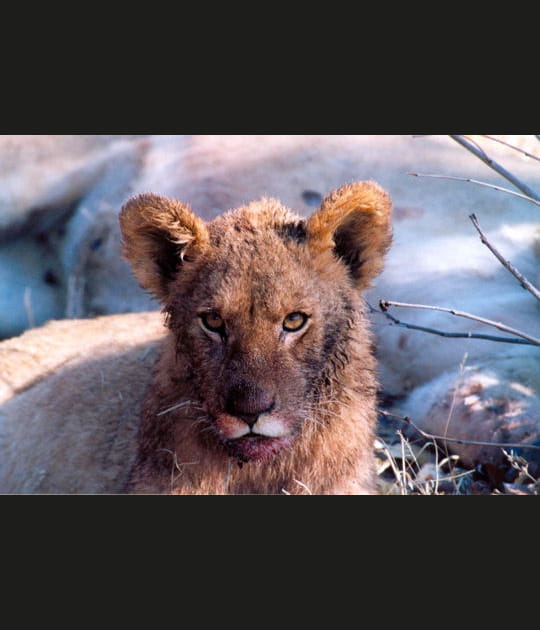Le festin du lionceau
