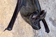 chauve souris