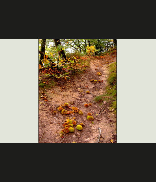 Sentier des douaniers au Cap Coz