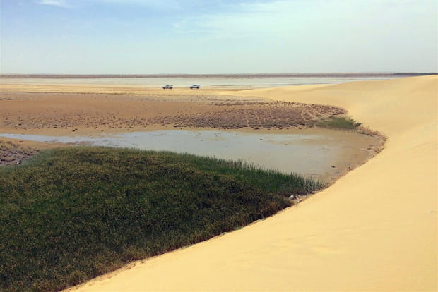 L'oasis d'Al-Ahsa en Arabie saoudite