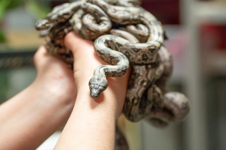 Des b&eacute;b&eacute;s boas constrictors au Zoo Safari de Thoiry