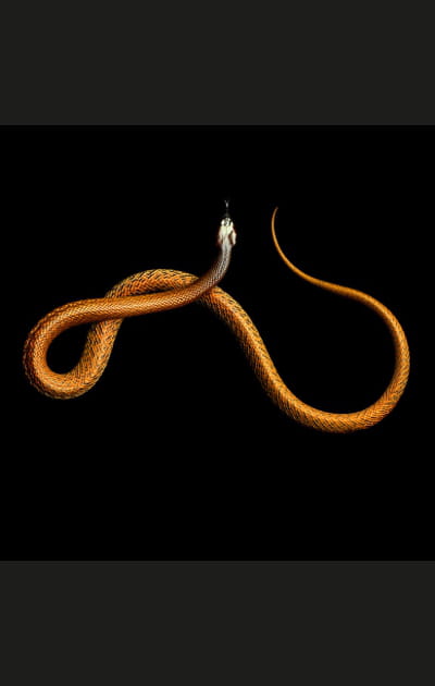 Inqui&eacute;tant taipan du d&eacute;sert