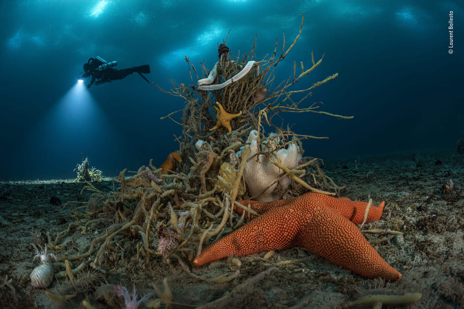 &quot;Sous les glaces de l'Antarctique&quot; par Laurent&nbsp;Ballesta, Wildlife Photographer of the Year 2022