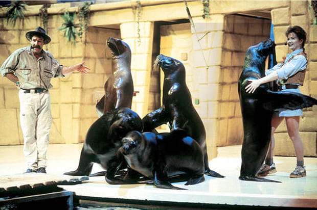 Les otaries font leur show !