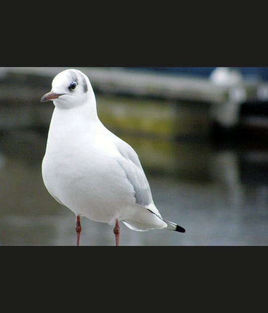 Une importante r&eacute;serve ornithologique