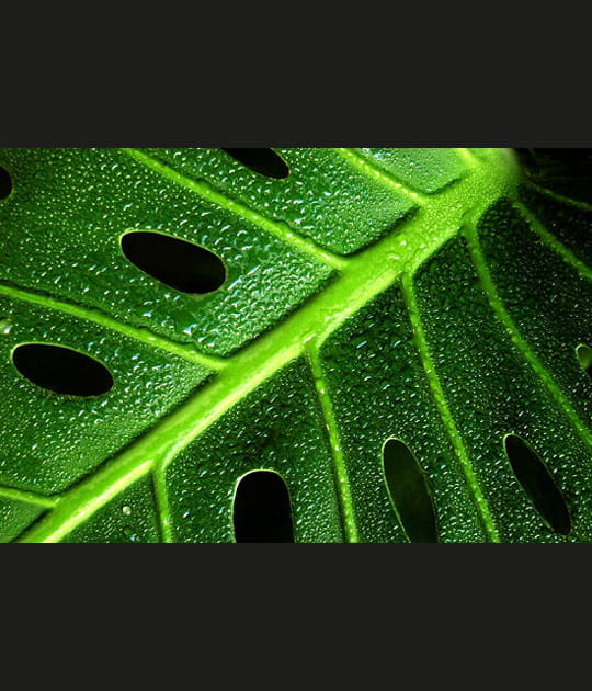 Feuille