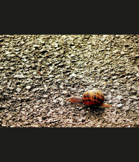 Escargot