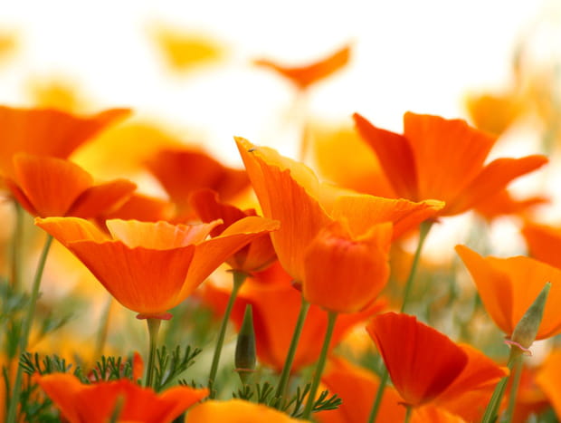 Plaine orange