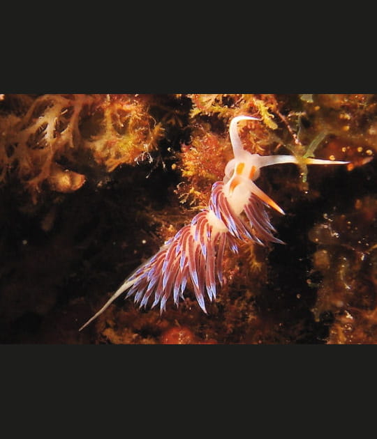 L'hervia ou Cratena peregrina