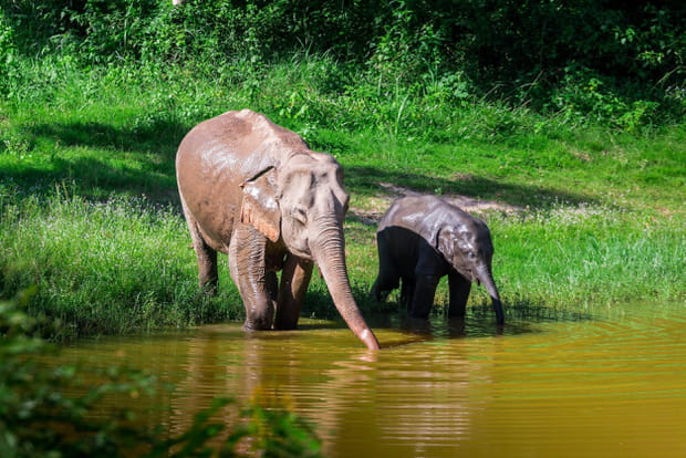 Le parc national de Kui Buri